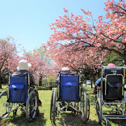 桜の下で車椅子利用者が並ぶ春の外出風景